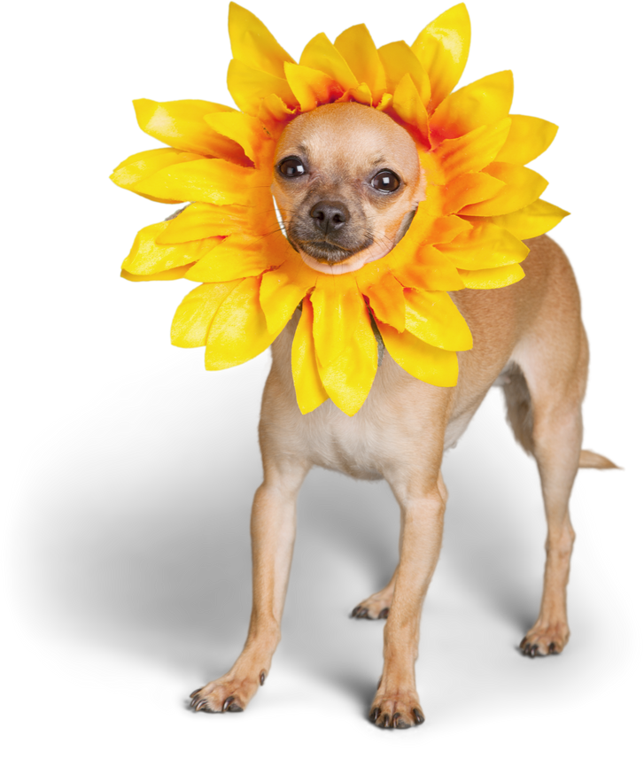 Flower Dog