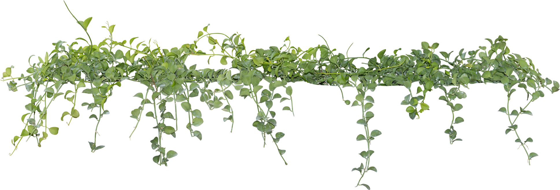 Vine Plant, Green Leaves