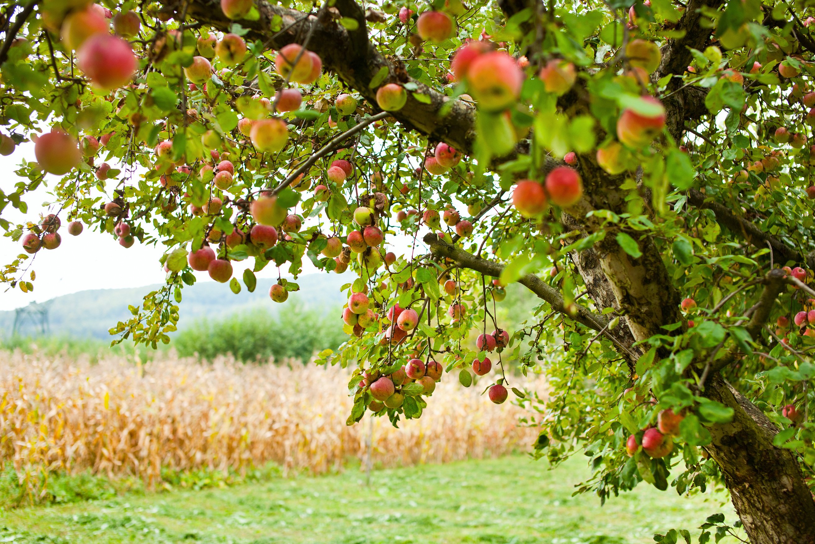 Apple Trees Orchard