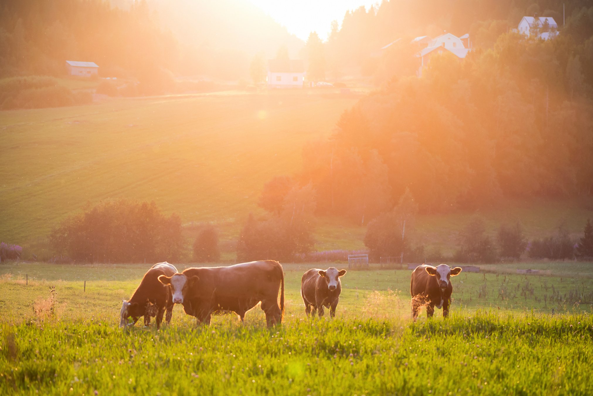 Livestock grazing