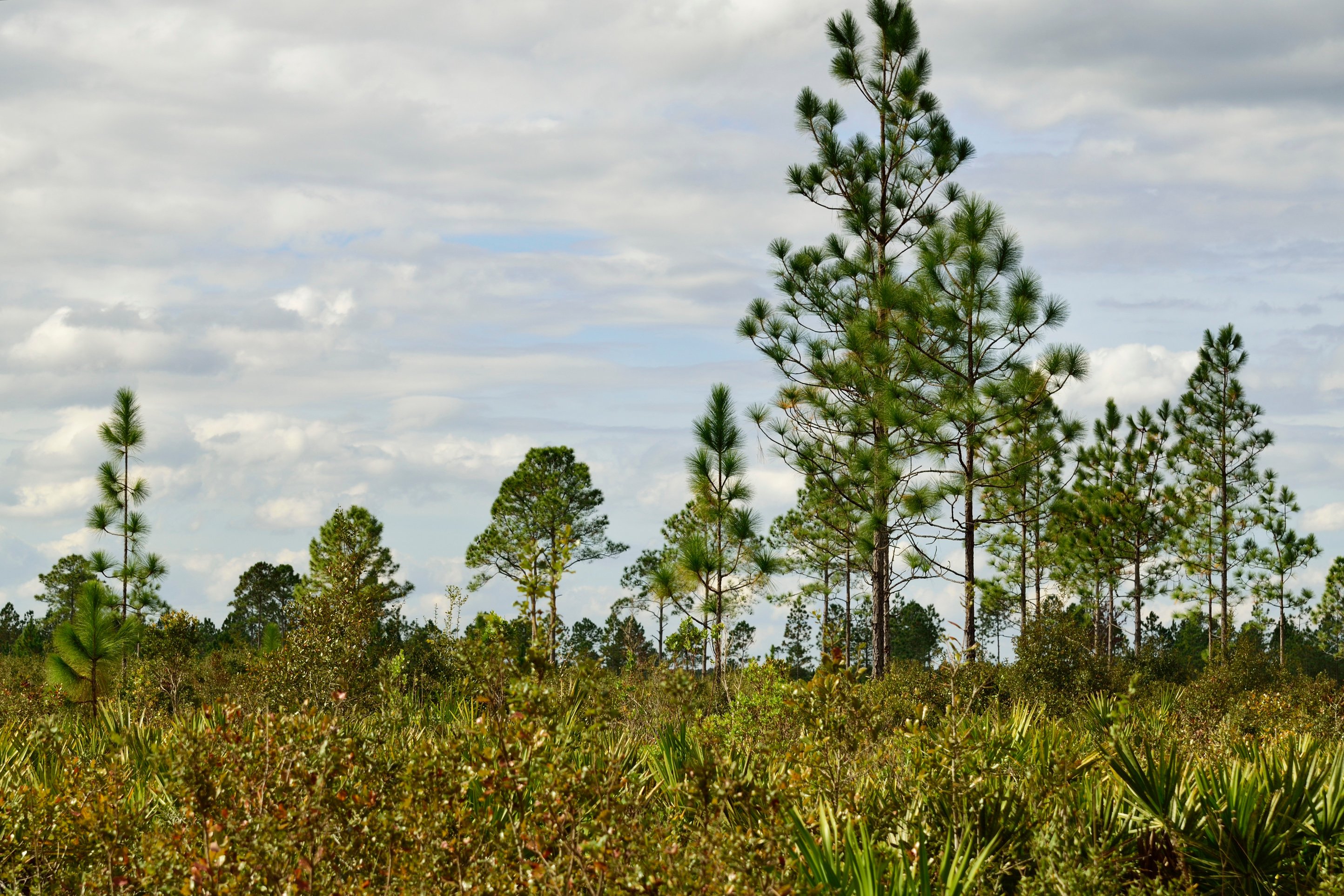 Long leaf  pine trees