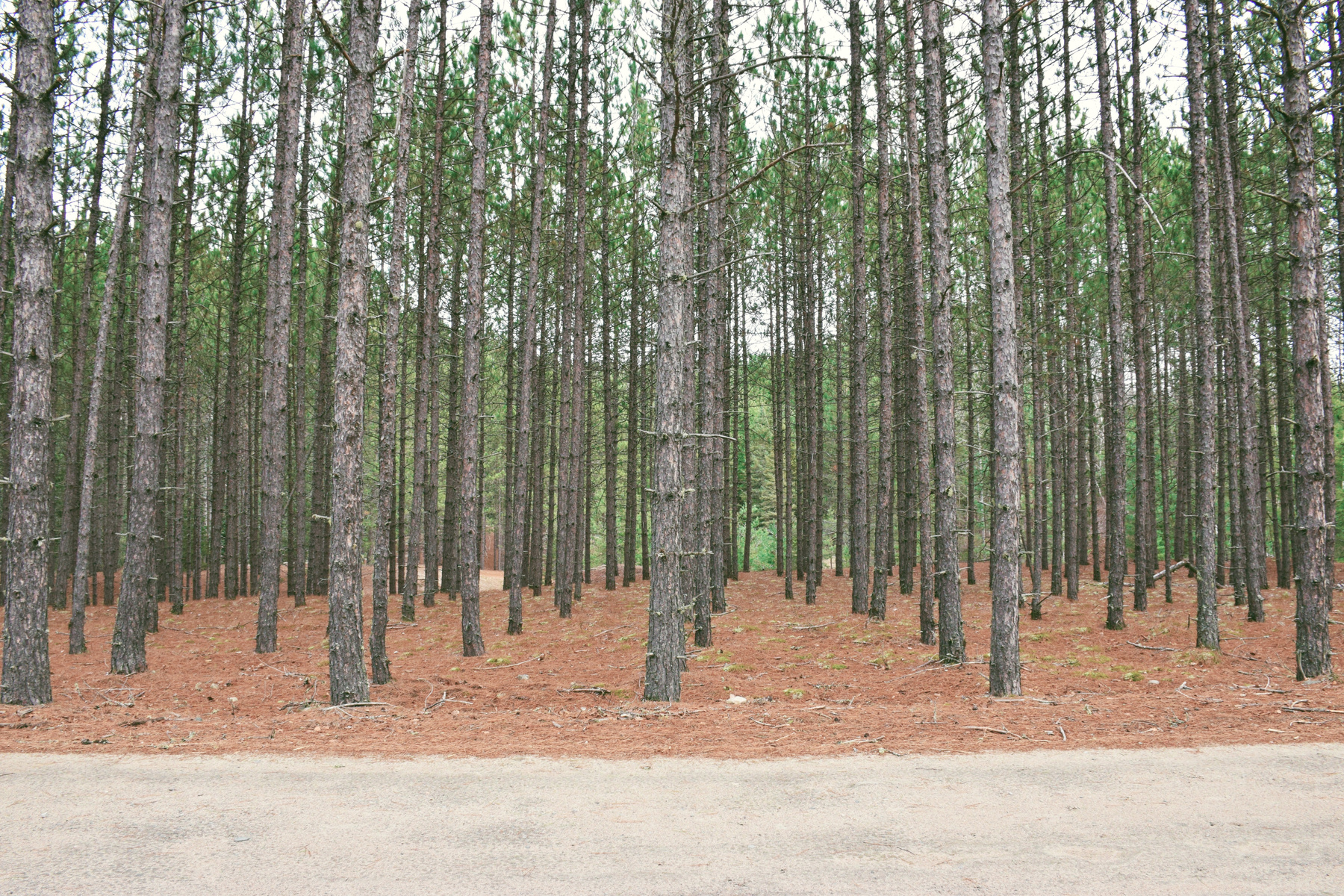 Timberland forest in Algonquin Park