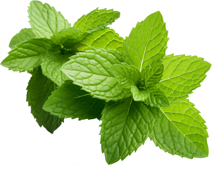 Mint Leaves