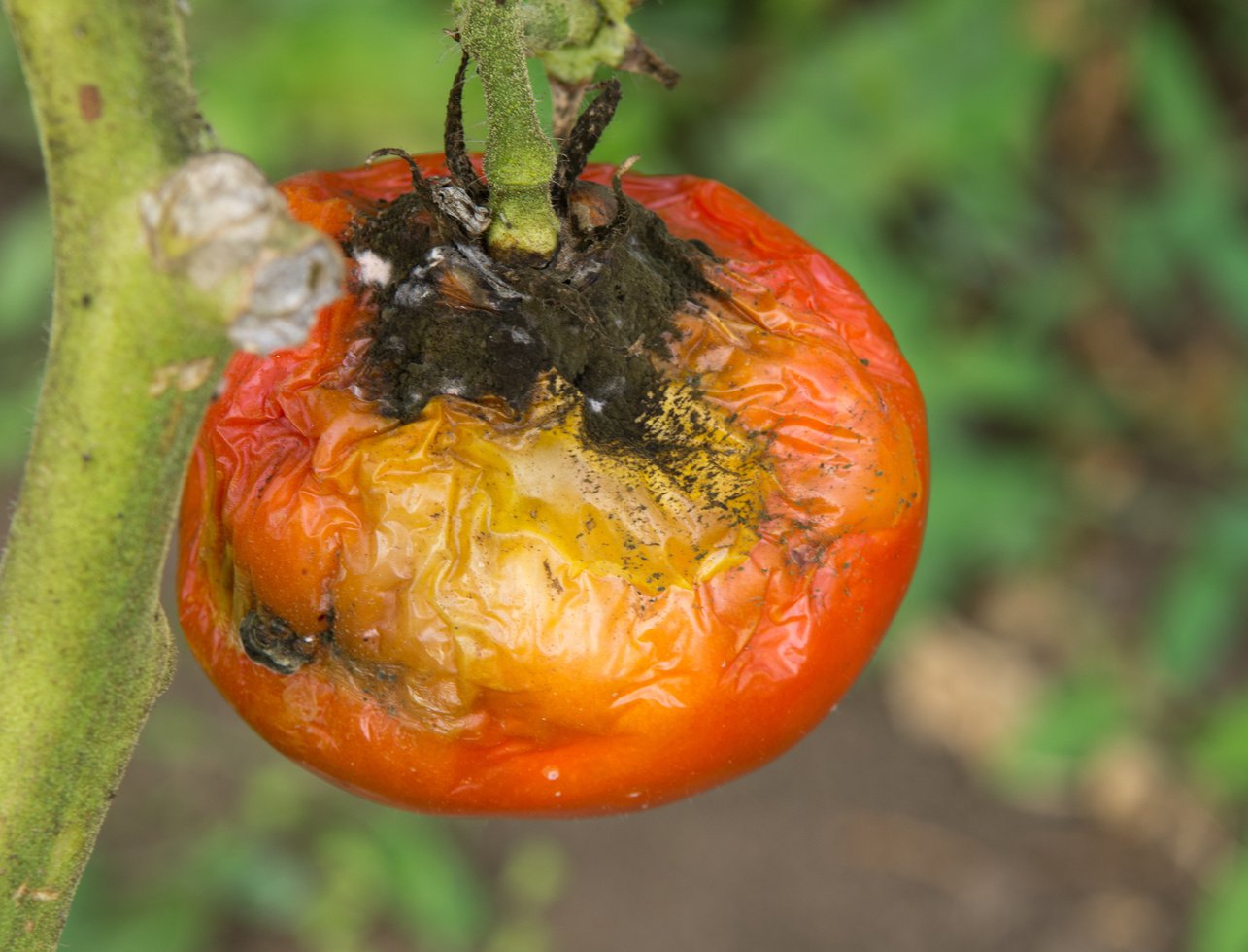 Tomato disease