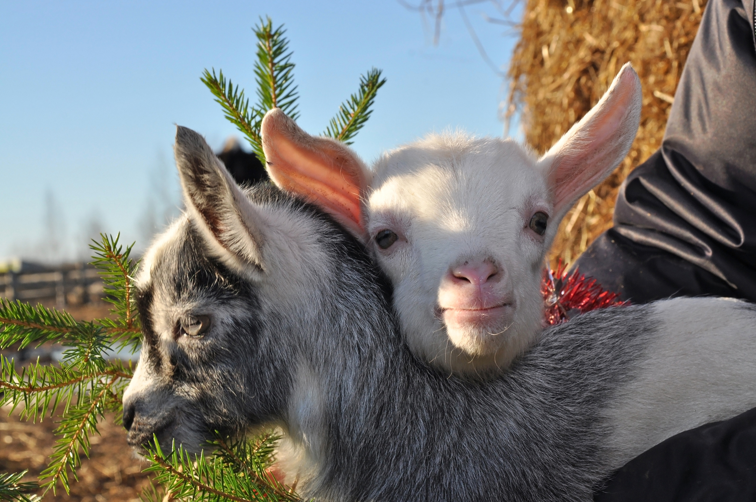 Christmas goats