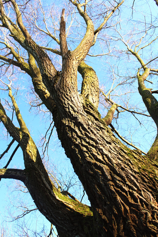 Dead tree