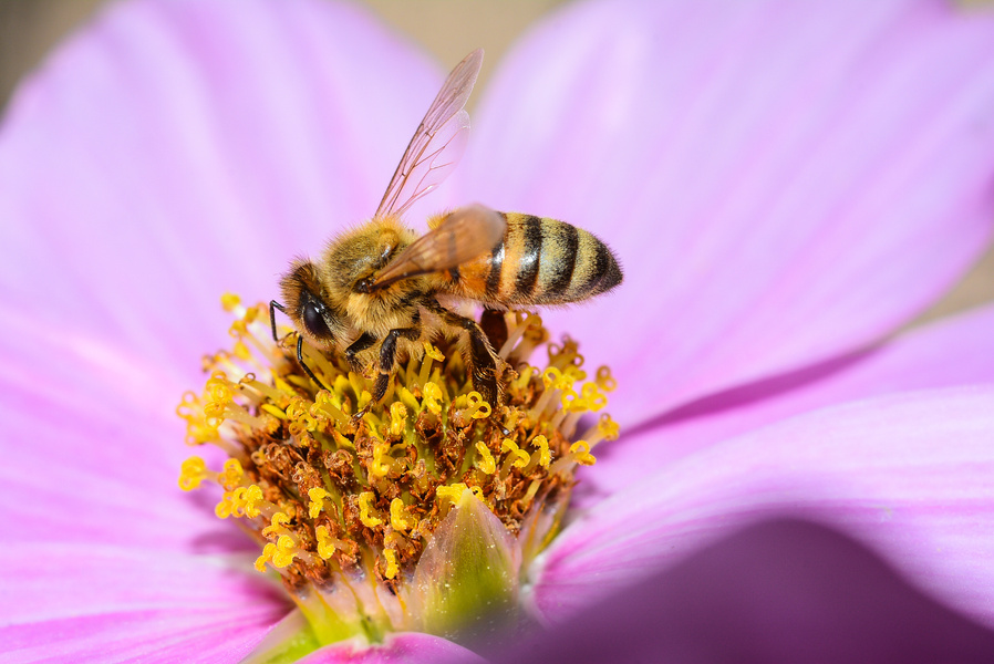 Pollination