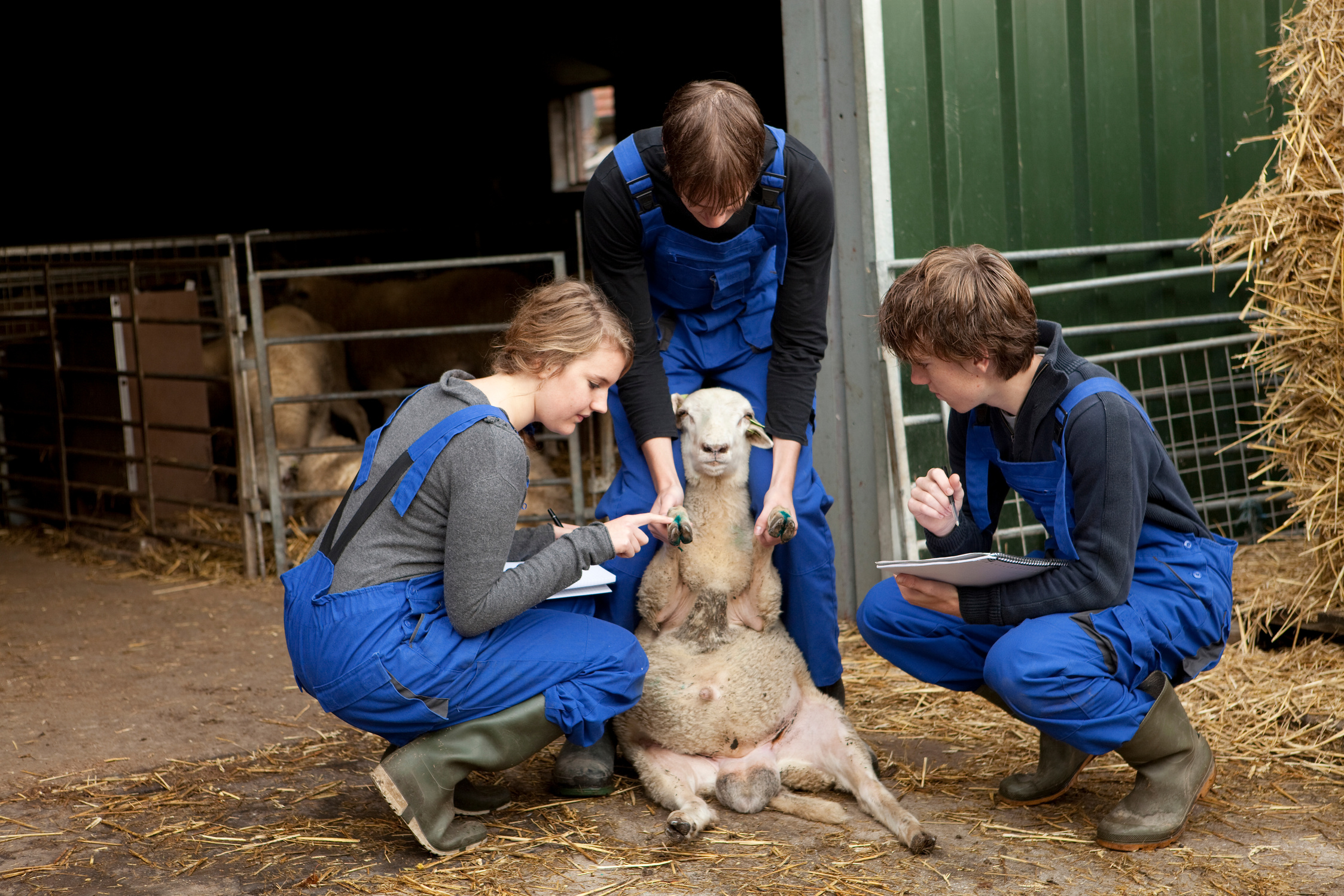 Trainee at farm