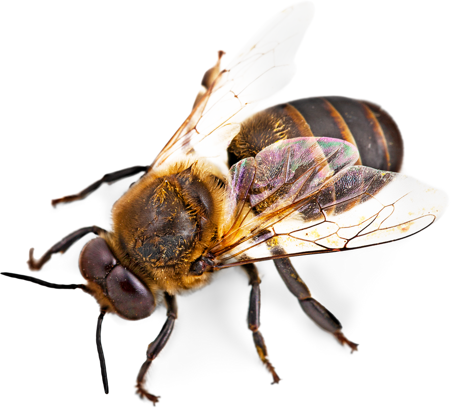 Bee.