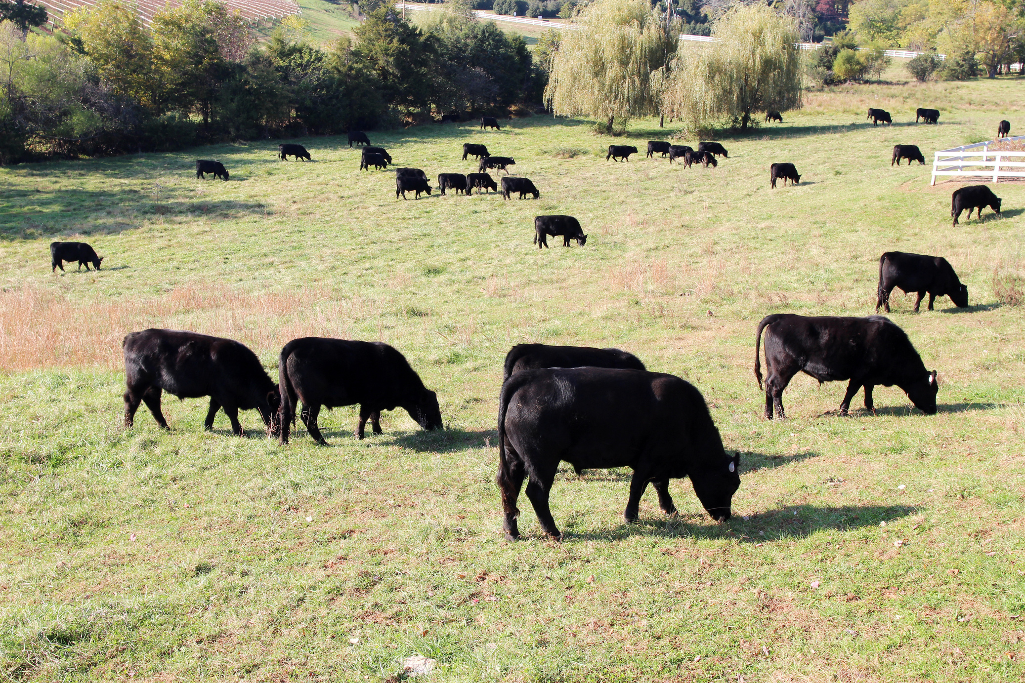 Black Angus beef cattle