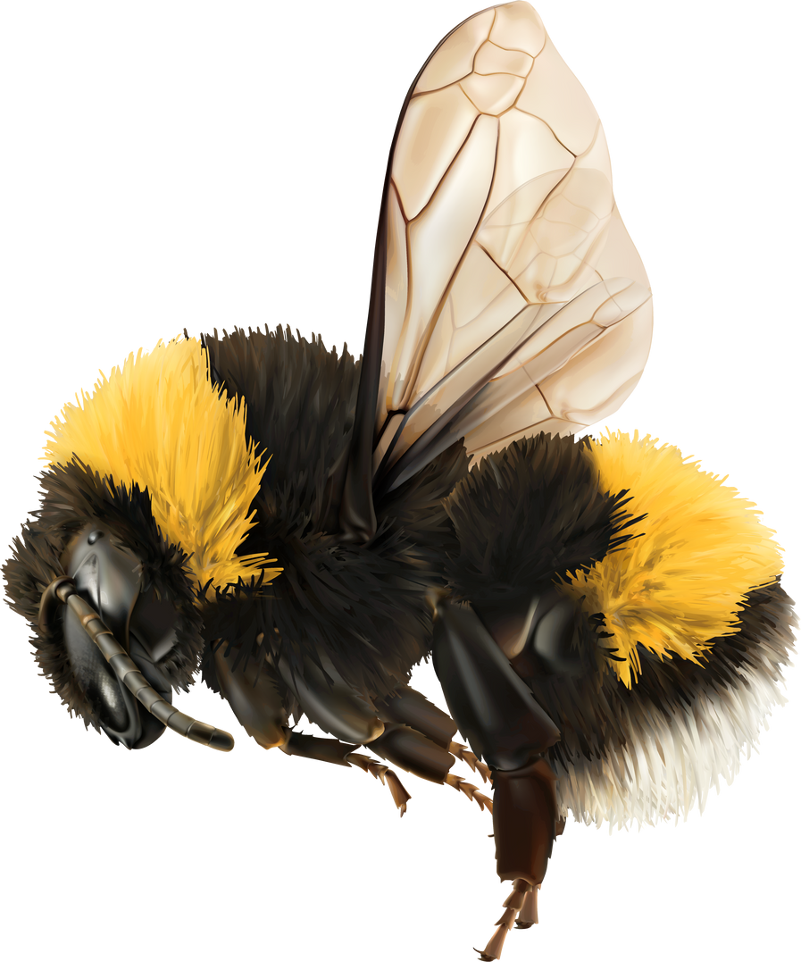 Realistic bumblebee 3d icon